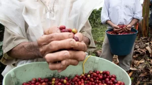 De agosto a noviembre serán las principales semanas de producción. El año pasado, la cosecha cafetera, incluidas la Traviesa y la recolección principal del segundo semestre, alcanzó un valor de $1.122 millones.