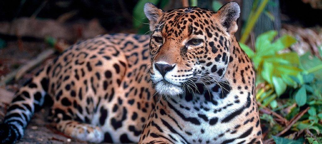 Un millón de especies en peligro de extinción: ONU.Public Domain El jaguar está en peligro de extinción