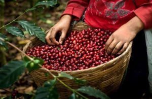 La disputa entre la Federación Nacional de Cafeteros (FNC) y el Ministerio de Agricultura ha escalado en el contexto de la industrialización del café en Colombia.