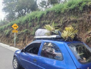 El incidente ocurrió este fin de semana, cuando personal de Parques Nacionales alertó sobre un hombre de 43 años que había sustraído cinco plantas de flora silvestre (frailejones) del Parque Nacional Natural de los Nevados (Nevado del Ruiz) y se dirigía al municipio de Murillo en un automóvil.