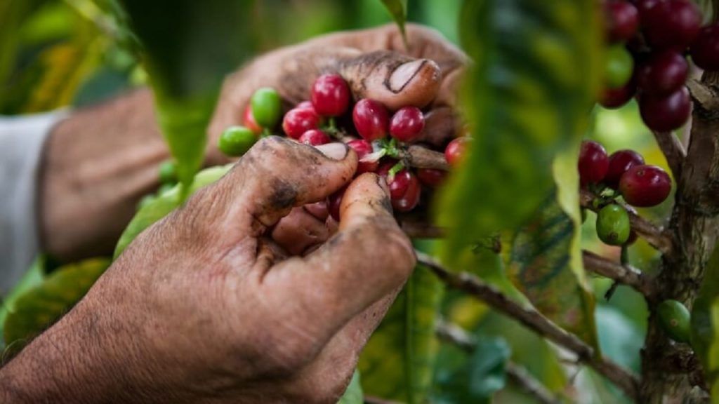 La cifra refleja un crecimiento del 39% en comparación con 2023, mientras que las exportaciones aumentaron un 10%. El informe más reciente de la Dirección de Investigaciones Económicas de la Federación Nacional de Cafeteros reveló un incremento en la producción acumulada de café entre junio de 2023 y mayo de 2024, alcanzando los 11,93 millones de sacos de 60 kg, lo que representa un aumento del 12% en comparación con los 12 meses anteriores.