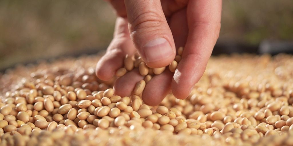 Colombia impulsa expansión de siembra de soya en Huila, Tolima y Meta ...