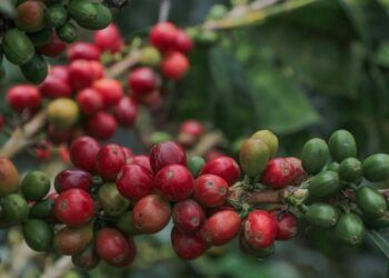 Abren convocatoria para la Muestra Comercial del MZL Café Fest 2026