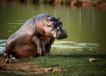 Gobierno proyecta sacrificar cerca de 80 hipopótamos para contener su expansión en Colombia