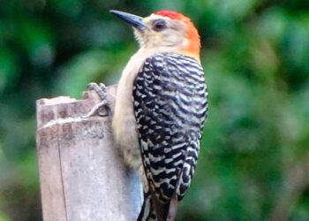 Colombia, el país con mayor diversidad de aves del mundo